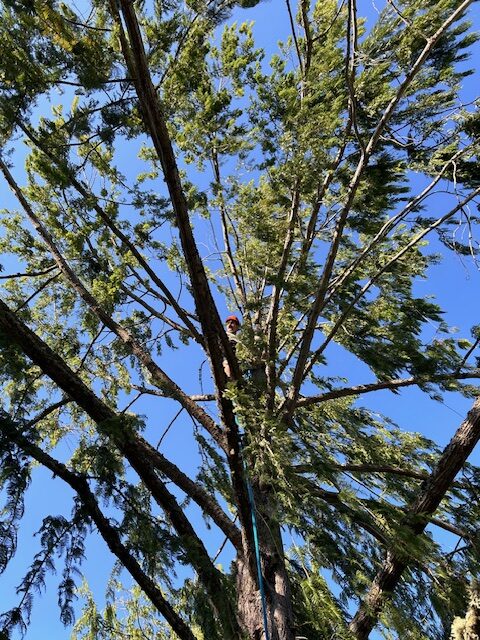 Climbing Trees for Removal